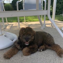 Aussiedoodle and Australian Shepherd Puppies from Homestead Aussies & Doodles