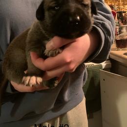 Male 2 - Fawn male Anatolian Shepherd Dog puppy in Daggett, Michigan from T&S Anatolians