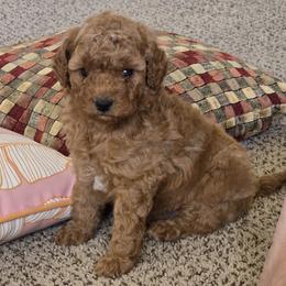 Sammy - Red male Cavapoo puppy in Blackfoot, Idaho from Rocky Desert Goldens and Cavaliers