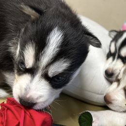 Siberian Huskies from Ohio Fur Babies LLC