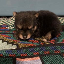 Pomeranian Puppies from Itty bitty friends