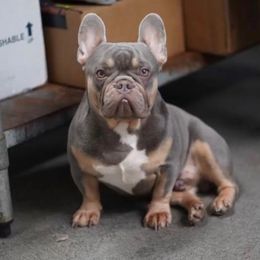 French Bulldogs from Alpha Coast Kennels