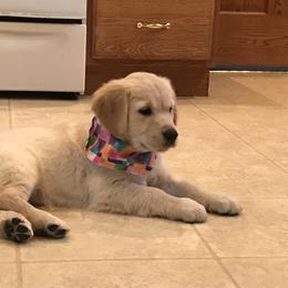 "Rose" Golden Retriever Puppies from Whispering Pines Precious Puppies