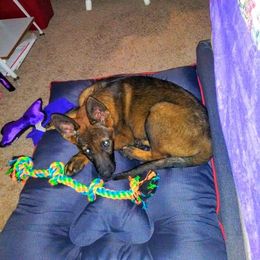 German Shepherd Puppies from Rammstein Kennels