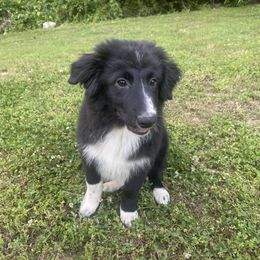 “Jameson” - Black Australian Shepherd puppy in Yadkinville, North Carolina from Gold Leaf Farm & Kennels