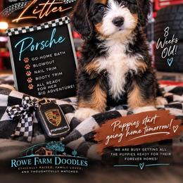 Porche - Tri-color female Bernedoodle puppy in Henry, Illinois from Rowe Farms Doodles