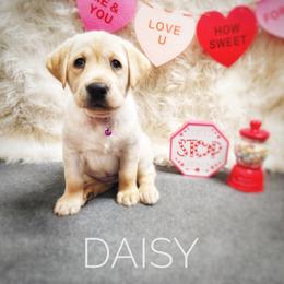 Labrador Retriever Puppies from Harrison's Lakeside Labradors