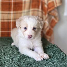 Charlotte - Gold female Border Collie puppy in Gary, Indiana from Lake Ridge Border Collies