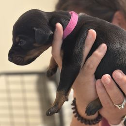 Girl 1 - Black and rust female Doberman Pinscher puppy in Vicksburg, Mississippi from Mississippi K9 Kennel