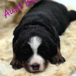 AUNT BEE - Black female Companion Cross puppy in Viking, Minnesota from Son Shine Farm