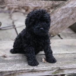 Kreen - Black female Whoodle puppy in West Bend, Iowa from Blue Skies Terriers