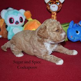 Alex (Alakay) - Cream male Cockapoo puppy in Hopkins, South Carolina from Sugar and Spice Cockapoos