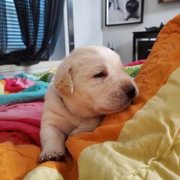 Labrador Retriever Puppies from Texas Finest English Labradors