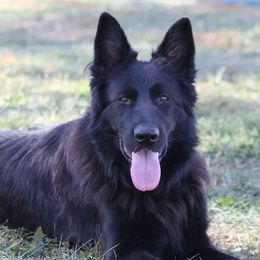 Hella - German Shepherd
