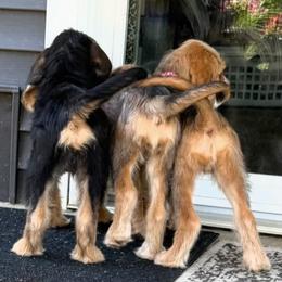 Otterhound Puppies from Con Cara Otterhounds- Breeding Fall/Winter 2026!