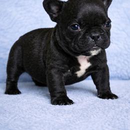 Onyx - Black male French Bulldog puppy in Maplewood, New Jersey from Poos&Bulls Keepsake