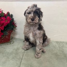 Girl 3 - Sable Poodle puppy in Texas from C Ranch Kennel