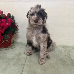 Girl 3 - Sable Poodle puppy in Texas from C Ranch Kennel