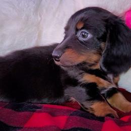 Bear - Black and tan male Dachshund puppy in Phoenix, Arizona from AZ's Prestigious Minature Dachshunds