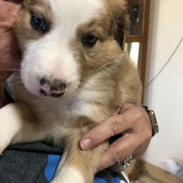 Border Collie Puppies from Burke BC’s