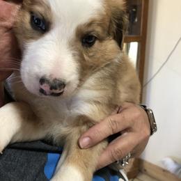 Border Collie Puppies from Burke BC’s