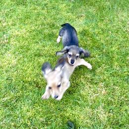 Dachshund Puppies from Northwest Dachshunds