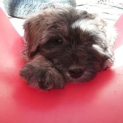 Bouvier des Flandres Puppies from Always Bouviers