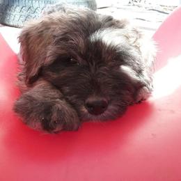 Bouvier des Flandres Puppies from Always Bouviers