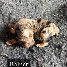 Rainier - Blue merle male Toy Australian Shepherd puppy in Medical Lake, Washington from MAS Gone Rogue