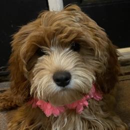 Cavapoos and Goldendoodles from Countyline Doodles LLC