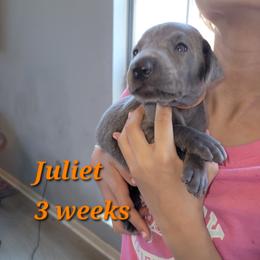 Juliet - Blue Female - Blue female Weimaraner puppy in Kingwood, Texas from Desert Rose Weimaraners