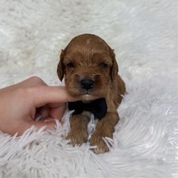 Oreo - Apricot male Cavapoo puppy in Reeds Spring, Missouri from As Good As Goldendoodles and more