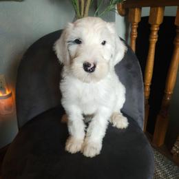 Forky - Black and white male Sheepadoodle puppy in Farley, Iowa from Iowa's Doodle Co.