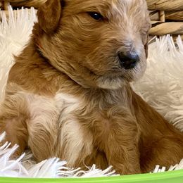 Goldendoodles from Honeysuckle Creek Goldendoodles