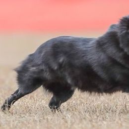 Schipperkes from Sea-Breed Schipperkes