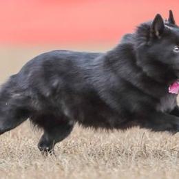 Schipperkes from Sea-Breed Schipperkes