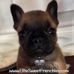 Dark red fawn boy - Fawn male French Bulldog puppy in Dothan, Alabama from Elite Sweet Frenchies