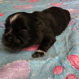 Boy. Black tuxedo - Black male Shih Tzu puppy in Missouri from Farm Animal Mommy Shih tzu's Michalek Dog Breeder