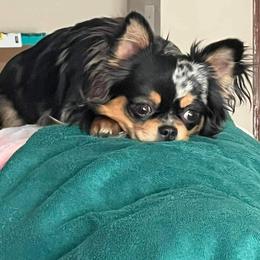 Mini - Chihuahua
