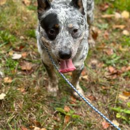 Cap - Australian Cattle Dog