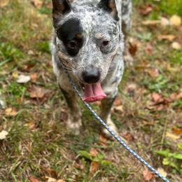 Cap - Australian Cattle Dog