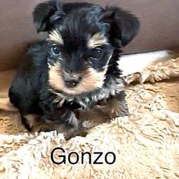 Gonzo - Black and tan male Yorkshire Terrier puppy in Goode, Virginia from Glass Hill Yorkies