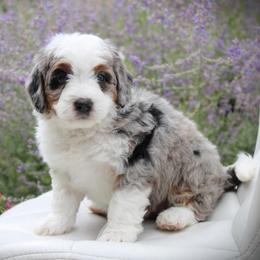 Honey - Blue merle female Bernedoodle puppy in Eagle Mountain, Utah from Fur Real Puppies.