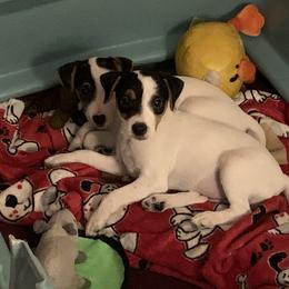 Parson Russell Terrier Puppies from HeartSongs Haven /Northeast Division