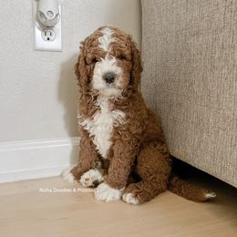 Australian Labradoodle, Goldendoodle, Labradoodle, and Poodle Puppies from Aloha Doodles & Poodles