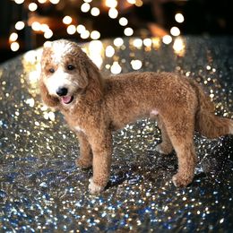 Laz - Goldendoodle