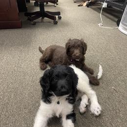 Labradoodle Puppies from CC Labradoodles