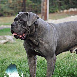 Terror - Cane Corso