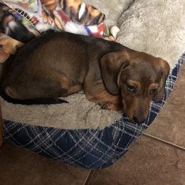 Dachshund Puppies from Edwards’ Dachshunds