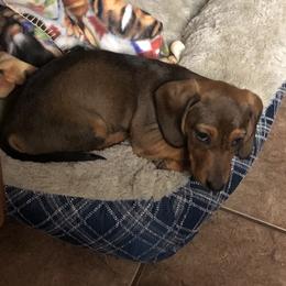 Dachshund Puppies from Edwards’ Dachshunds